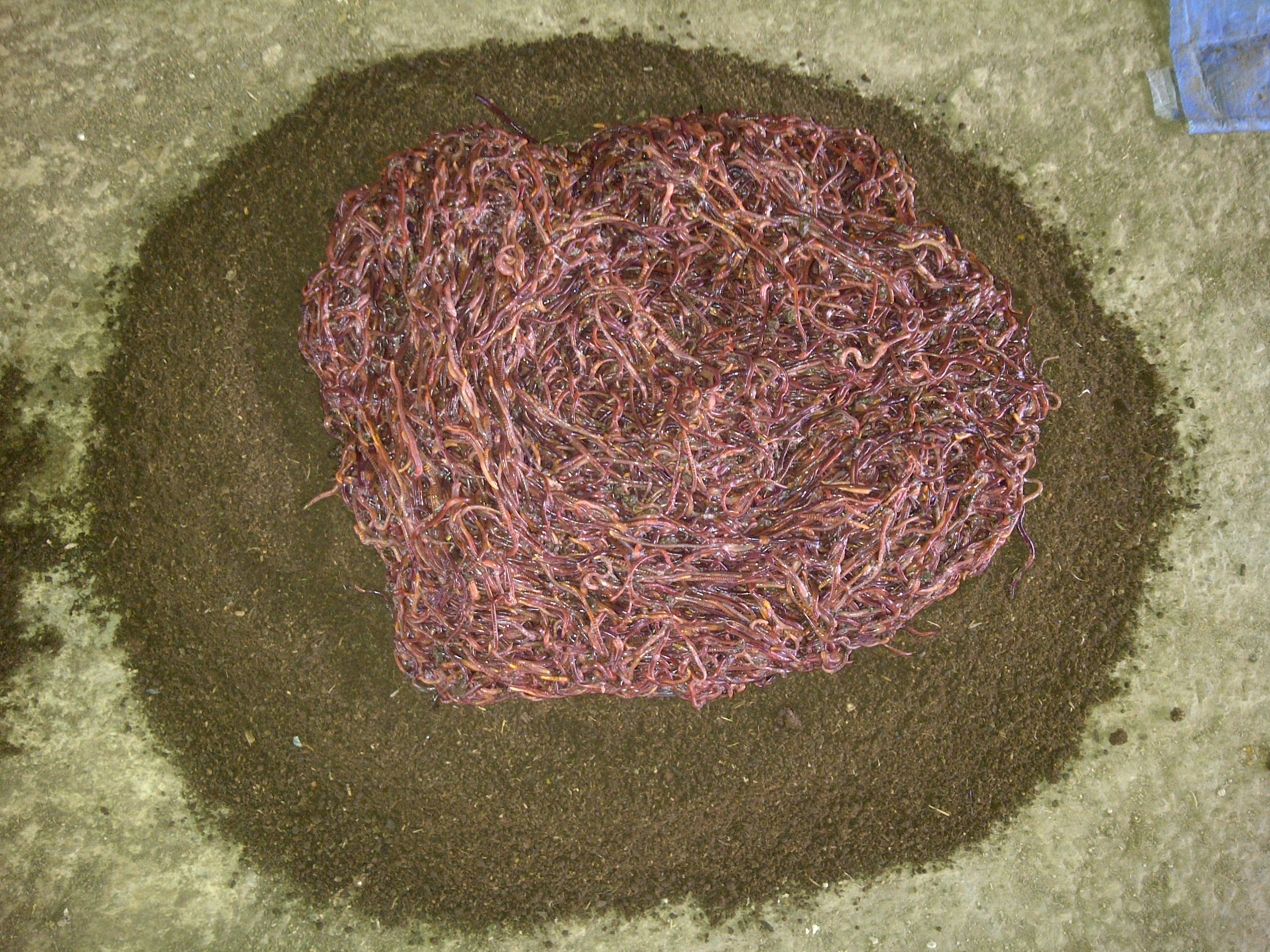 Jual cacing tanah jenis lumbricus rubellus di boyolali jawa tengah